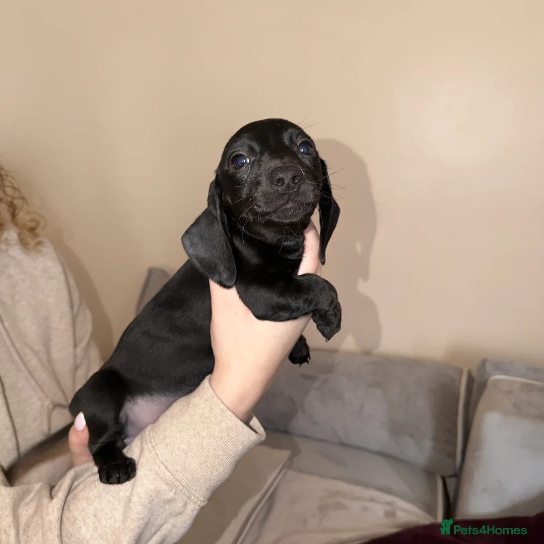 Miniature Dachshund dogs for sale: Miniature Dachshunds - Advert 2