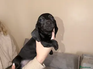 Miniature Dachshund dogs Miniature Dachshunds - Advert 11