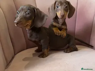 Miniature Dachshund dogs TWO Beautiful Dachshund Male Puppies Ready now - Advert 7