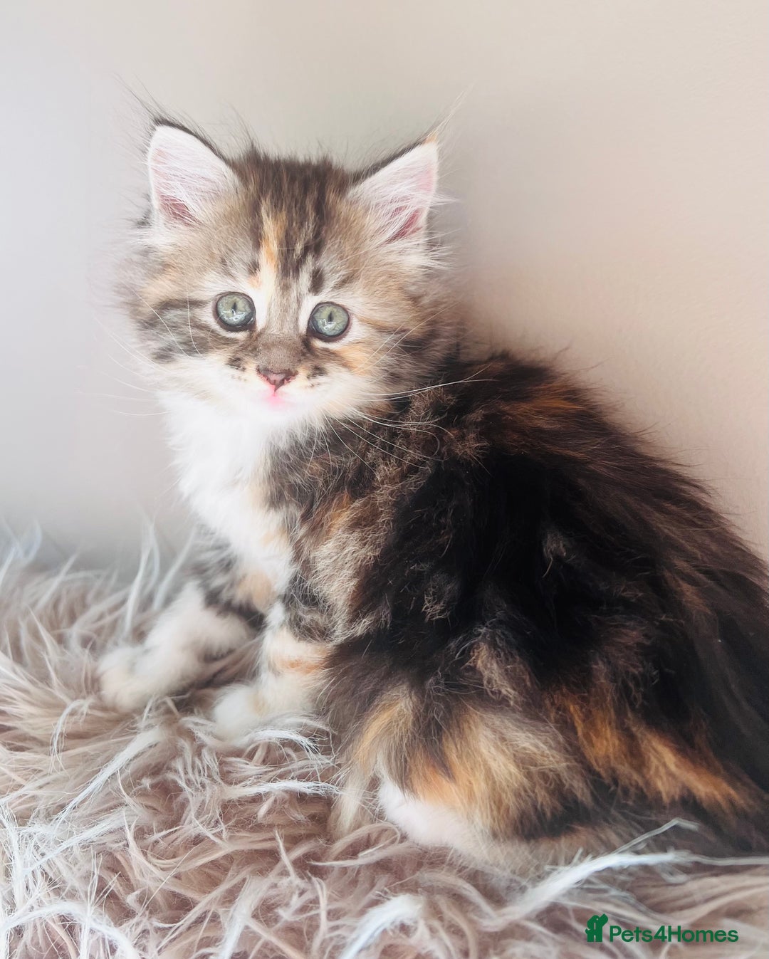 Maine Coon cats for sale: Maine Coon x Bengal x - Image 9