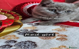 British Shorthair cats for sale: British short hair kittens - Advert 26