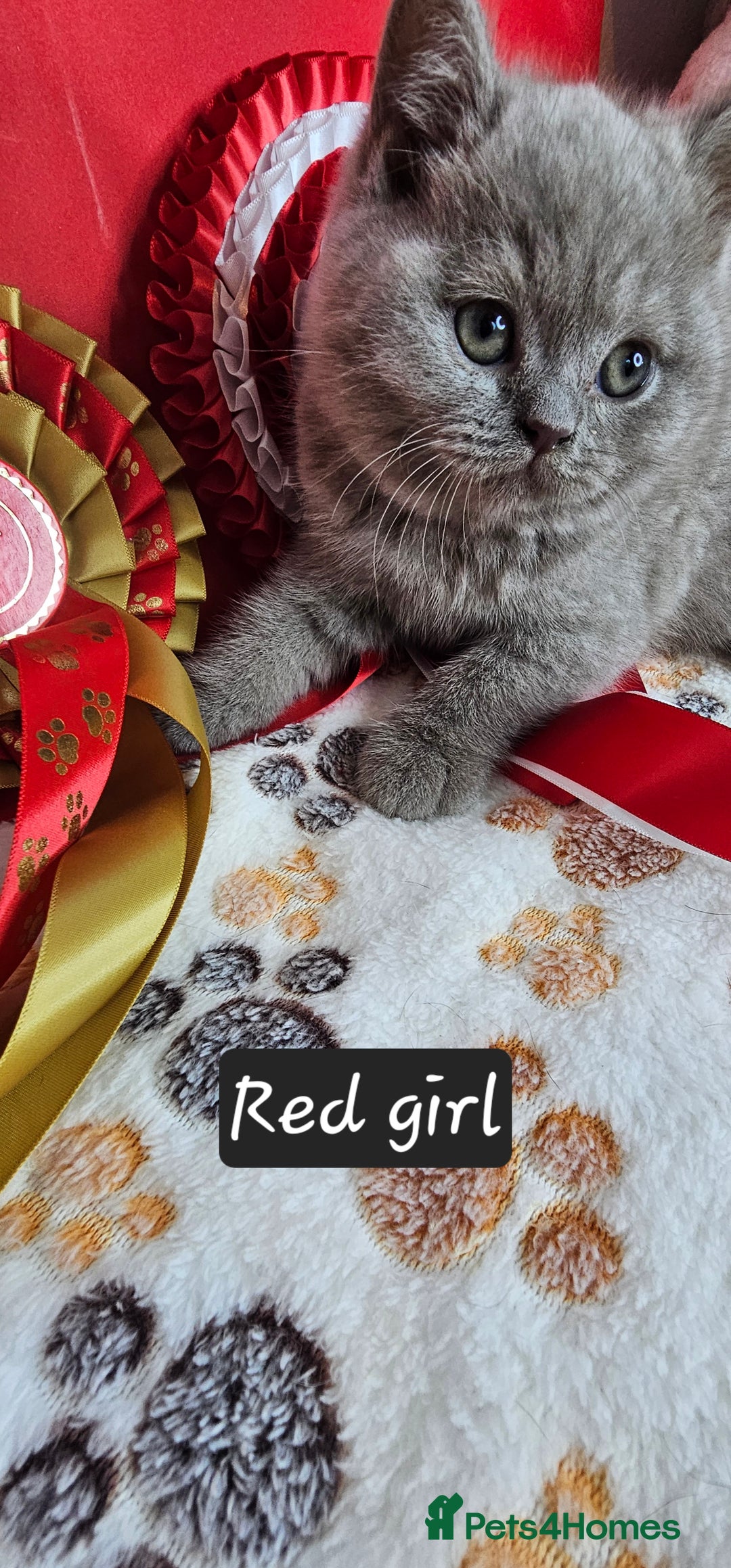 British Shorthair cats for sale: British short hair kittens - Advert 26