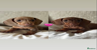 Miniature Dachshund dogs - Advert 1
