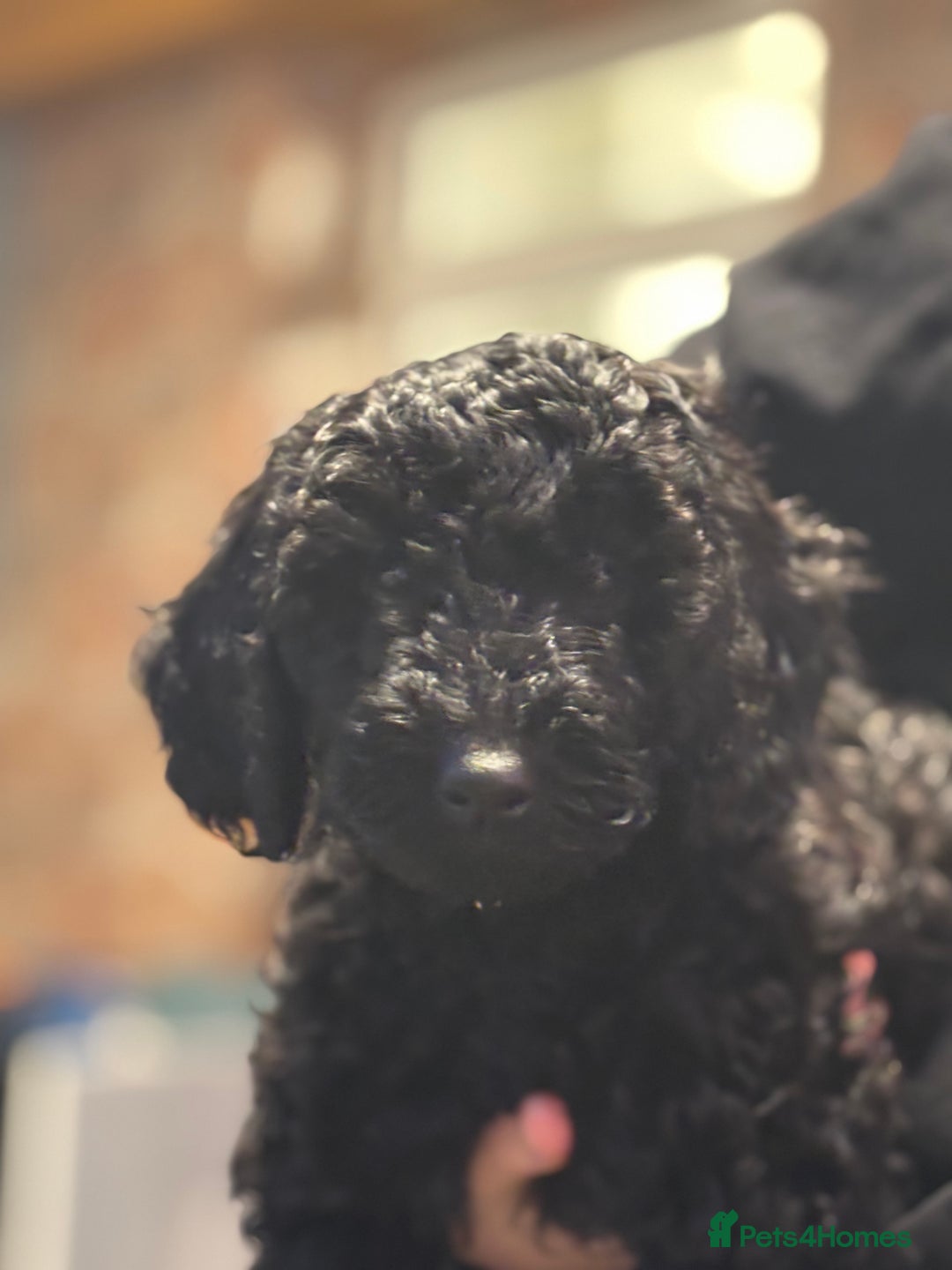 Miniature Poodle dogs for sale: 1m/1f Miniature poodles ready now  - Advert 4