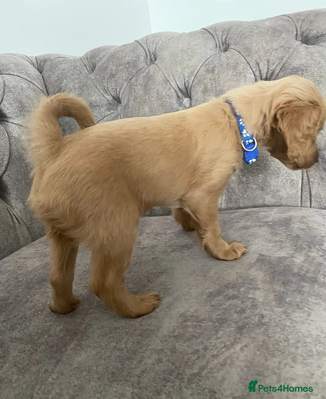 Toy Poodle dogs for sale: Beautiful Toy Poodle Puppies for Sale  in Liverpool - Advert 2