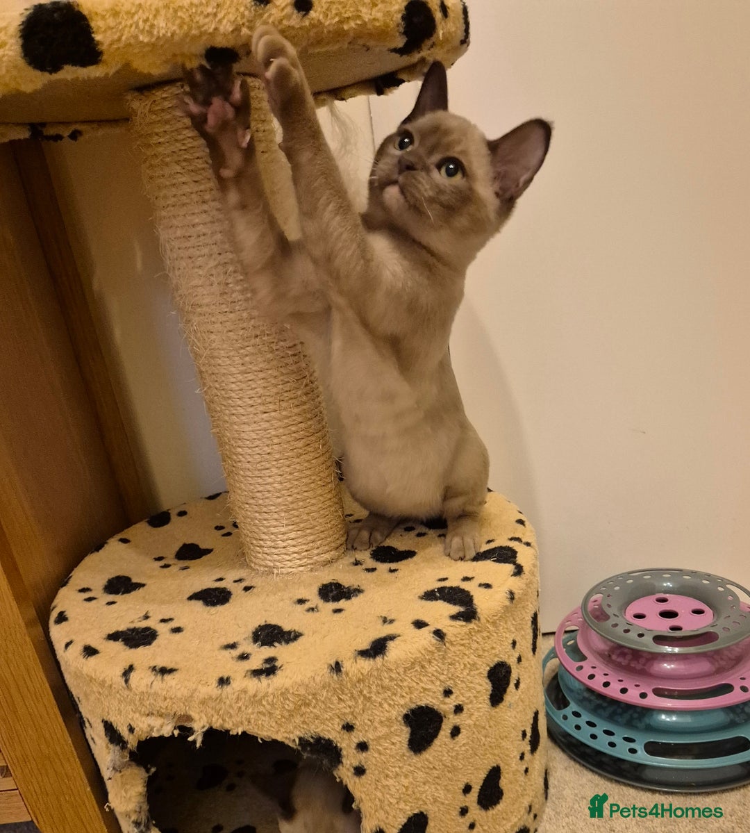 Burmese cats for sale: Pedigree Burmese Kittens - Advert 15