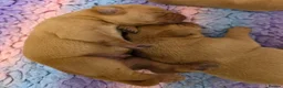 Labrador Retriever dogs for sale: Fantastic Fox Red Labrador Puppies  - Advert 10