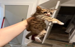 Mixed Breed cats for sale: 6 kittens for sale - 2 LEFT - Image 8