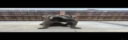 Cane Corso dogs for sale: Cane corso puppies  - Advert 22