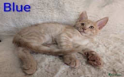Maine Coon cats for sale: ✨ Stunning Maine Coon Kittens Ready Now ✨ - Image 6