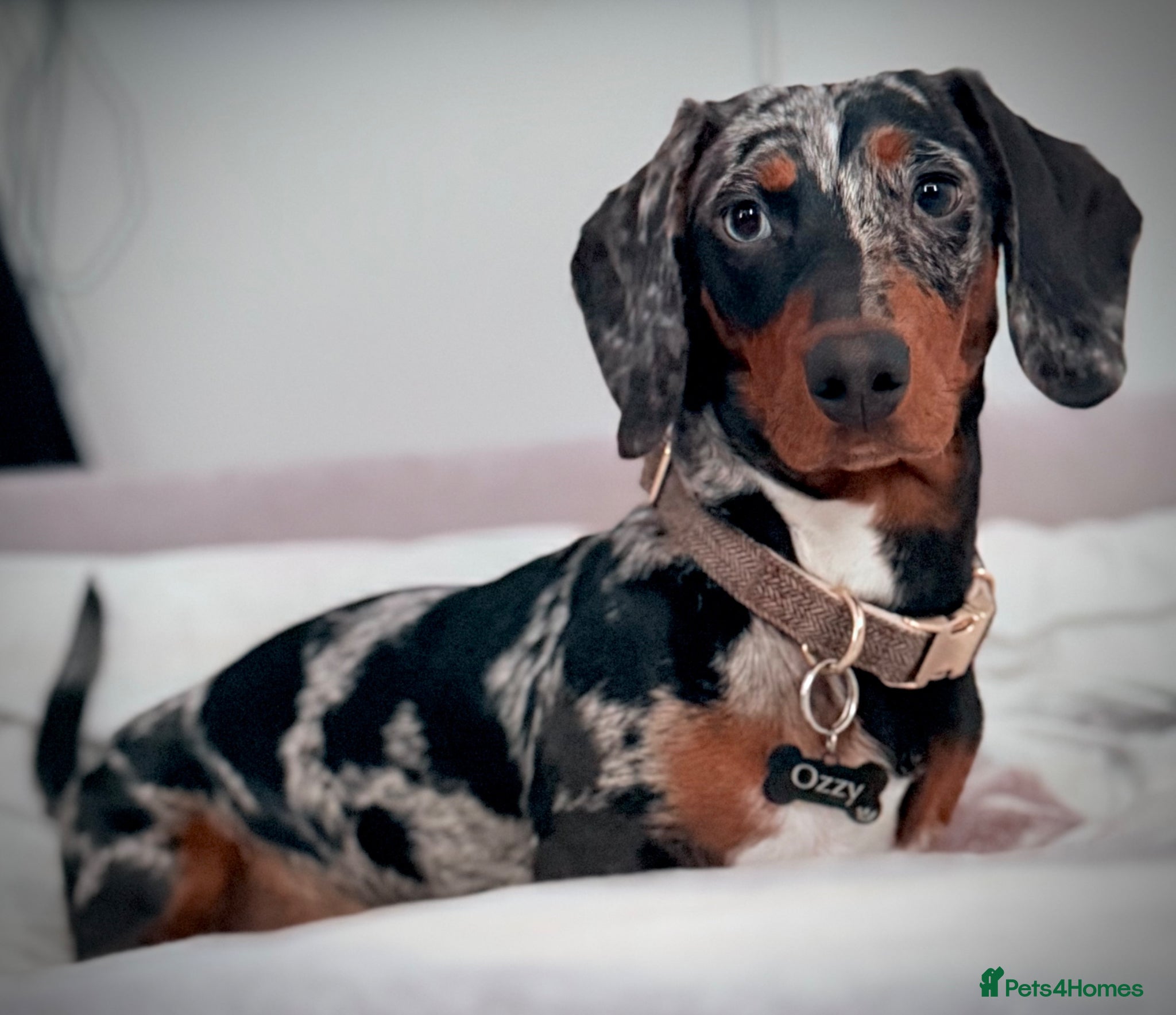 Dachshund dogs Loving 9 month old dappled dachshund boy for sale  - Advert 1