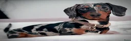 Dachshund dogs for sale: Loving 9 month old dappled dachshund boy for sale  - Advert 1