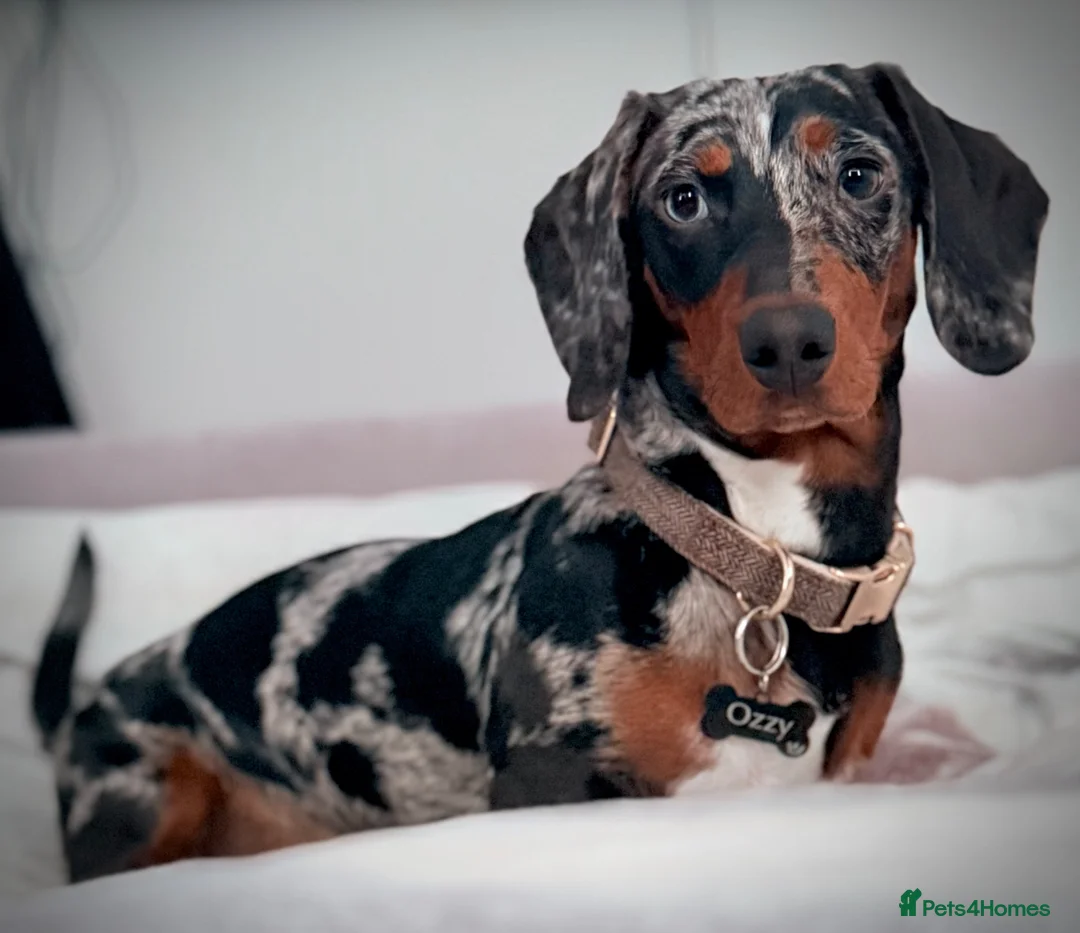 Dachshund dogs for sale: Loving 9 month old dappled dachshund boy for sale  - Advert 1