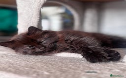 Mixed Breed cats for sale: Ragdoll and Maine Coon crossed  - Image 13