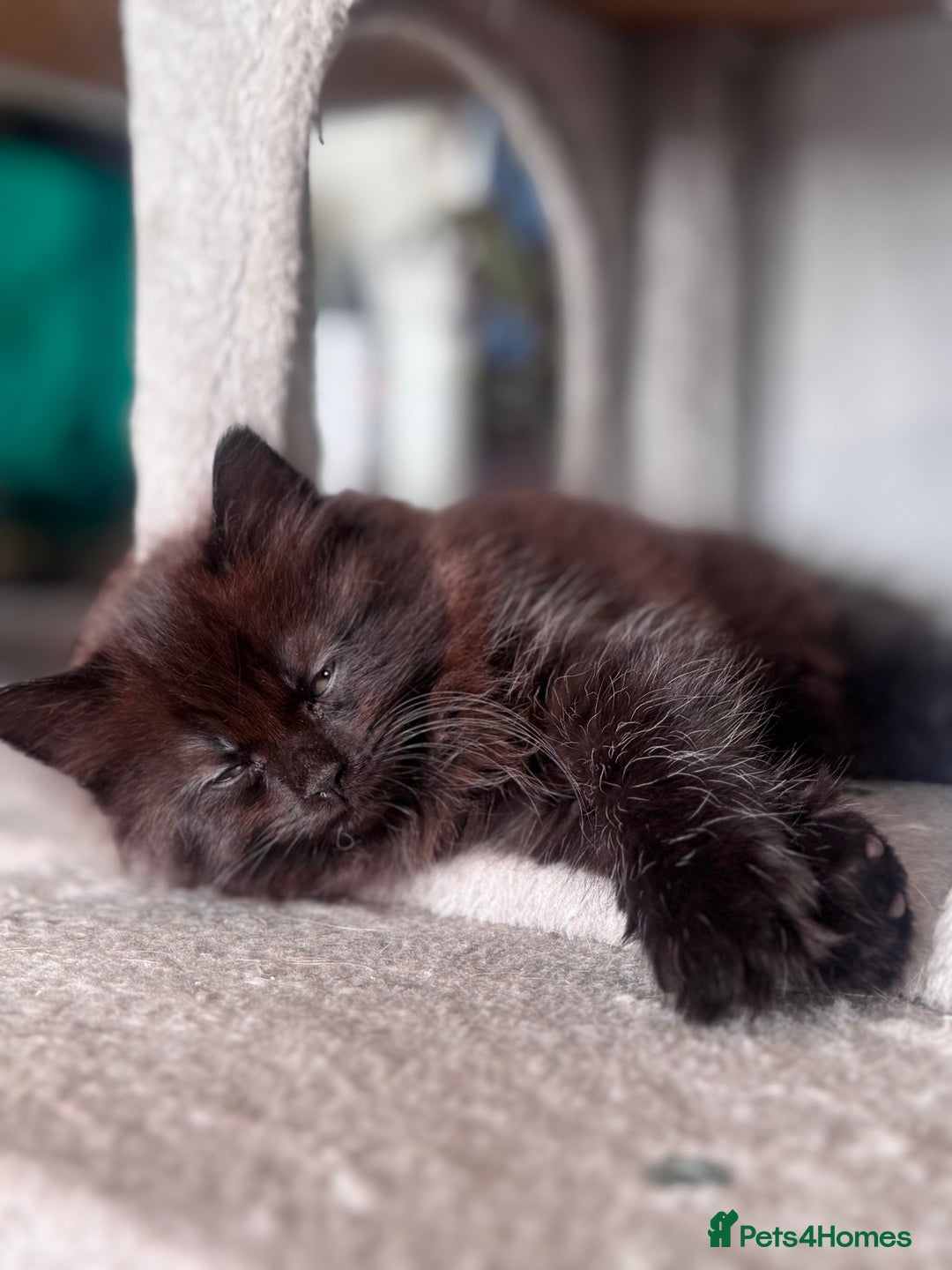 Mixed Breed cats for sale: Ragdoll and Maine Coon crossed  - Image 13
