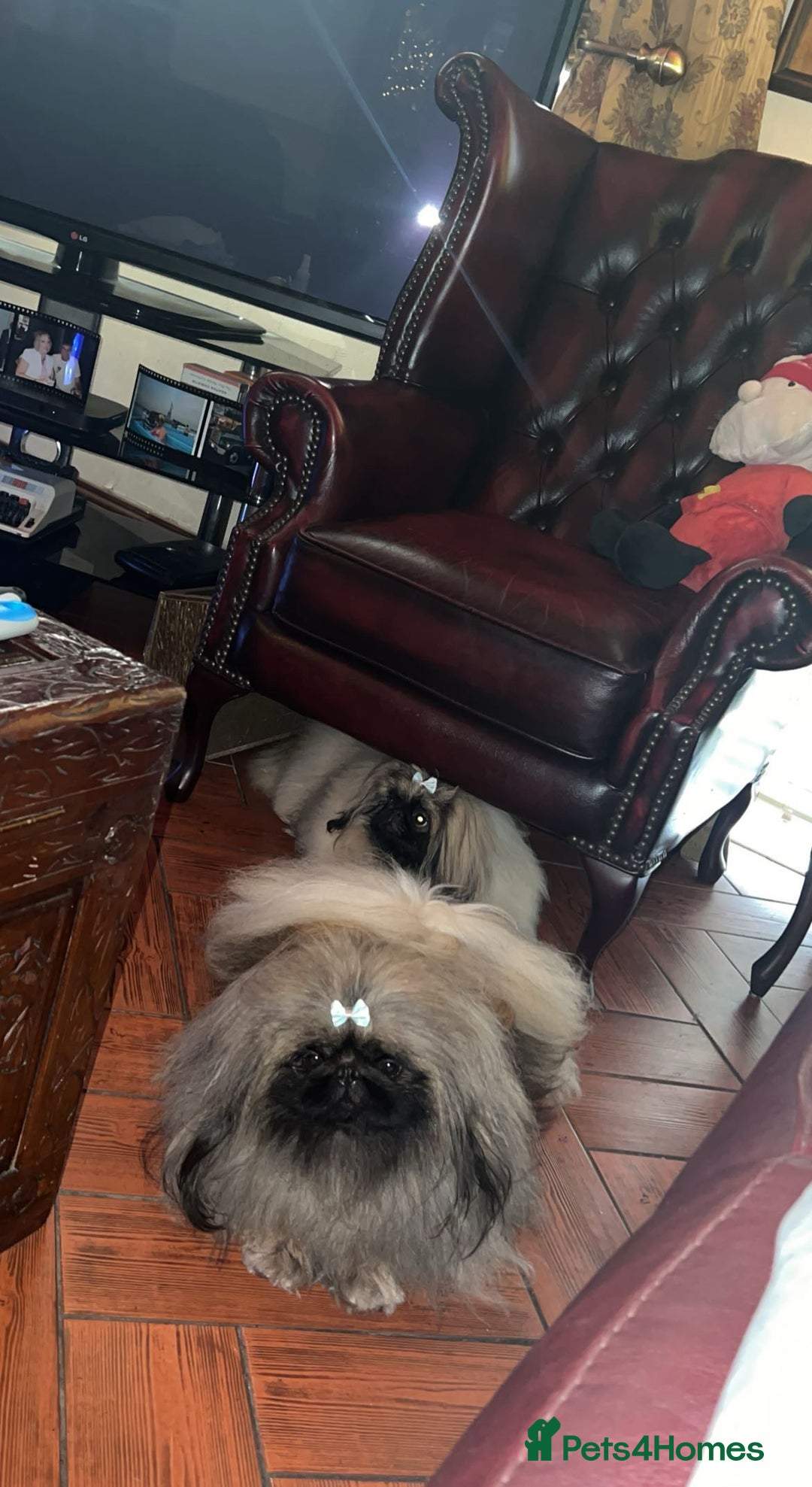 Pekingese dogs for sale: Stunning Pekingese puppies  - Advert 19