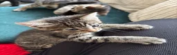 Domestic Shorthair cats for sale: 3 Kittens Ready Oct 4th - WR12 - Advert 17