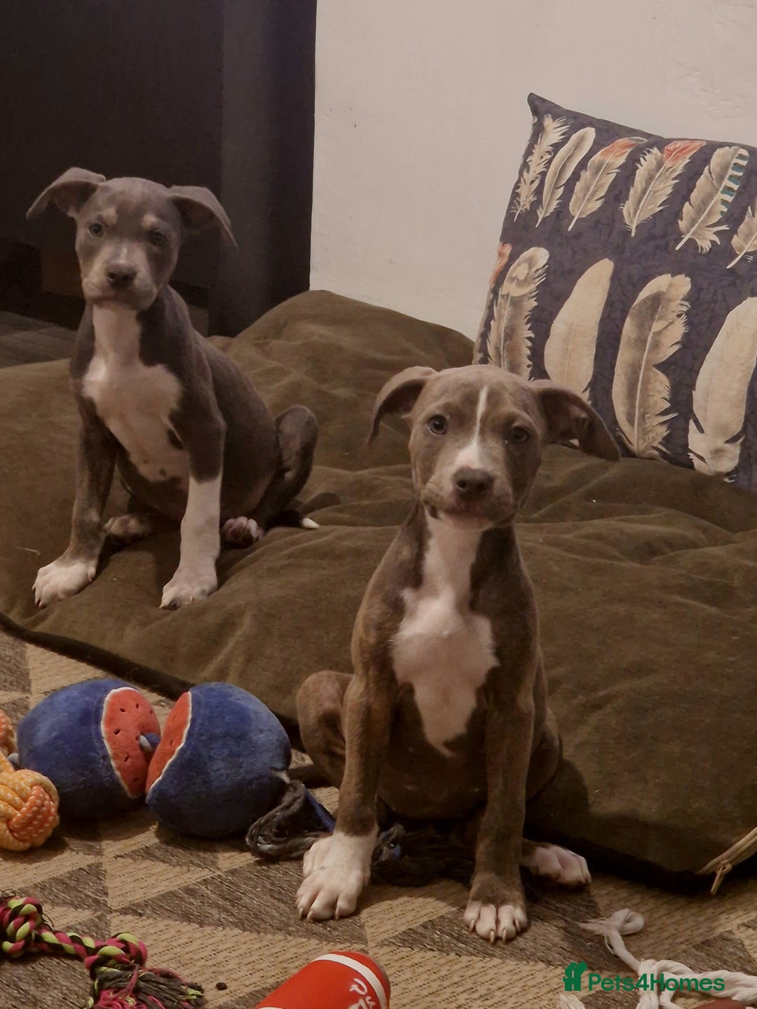 Mixed Breed dogs for sale: Blue and blue brindle staffy x bulldog  - Image 7