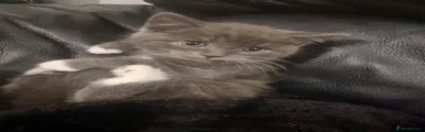 British Shorthair 2