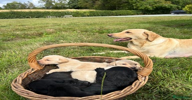 Labrador Retriever dogs - Advert 13