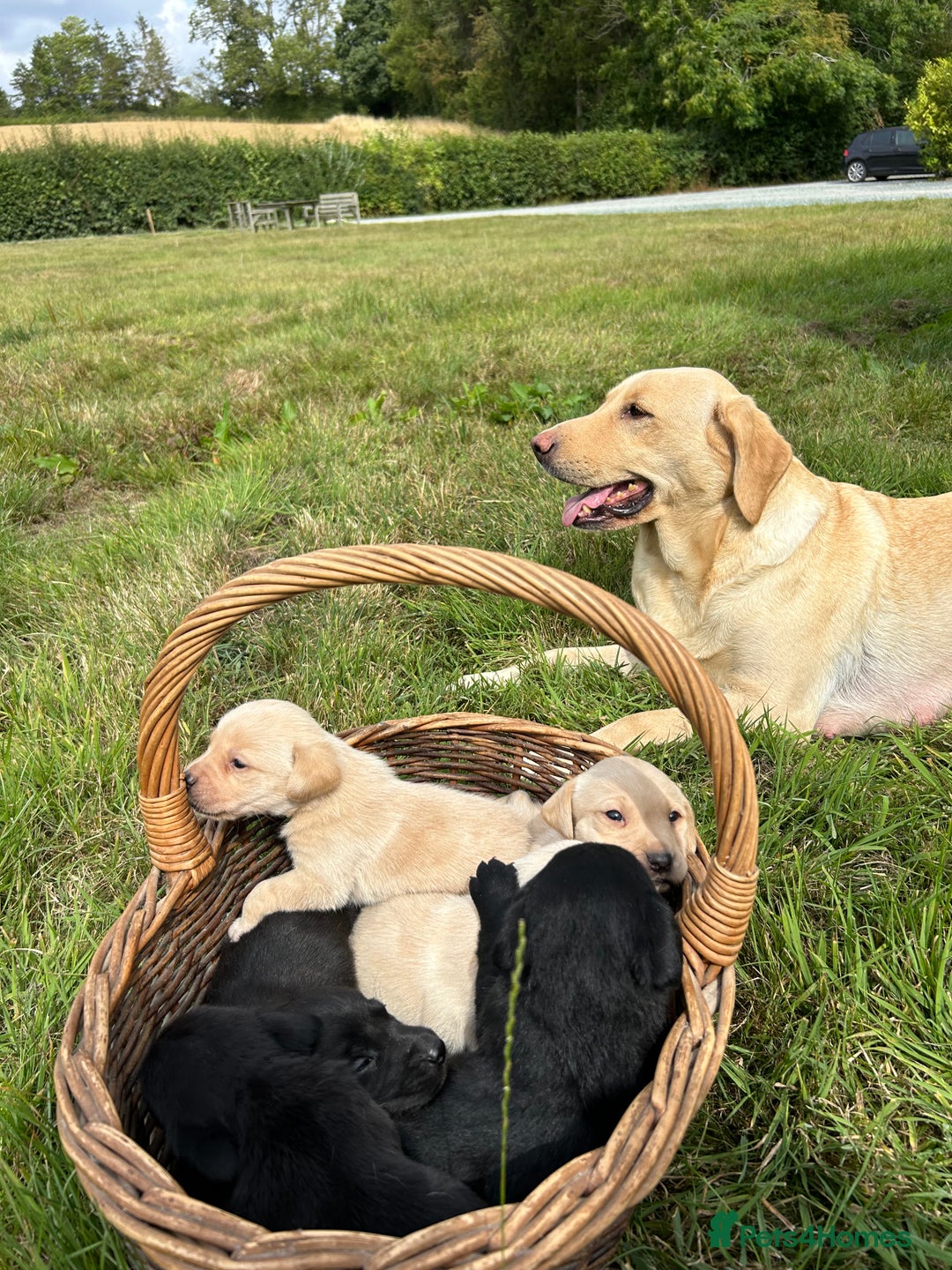 Labrador Retriever dogs for sale: Beautiful Working Labrador Puppies KC Registered  - Image 5