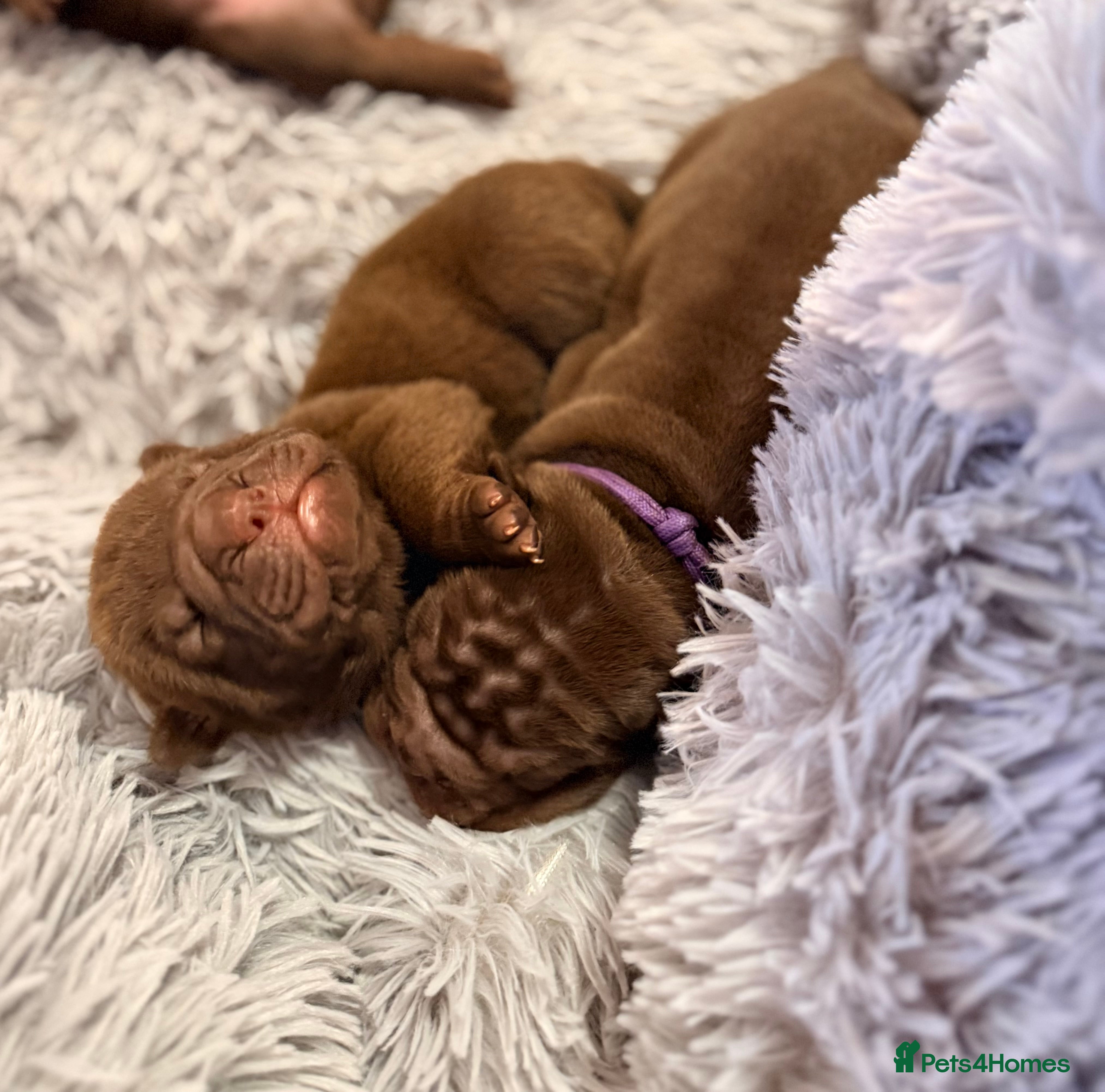 Mixed Breed dogs Gawjuss Bullpei Puppies 🐶 - Advert 14