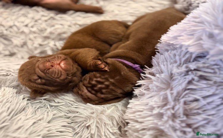 Mixed Breed dogs Gawjuss Bullpei Puppies 🐶 - Advert 1