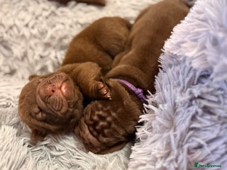 Mixed Breed dogs Gawjuss Bullpei Puppies 🐶 - Advert 1