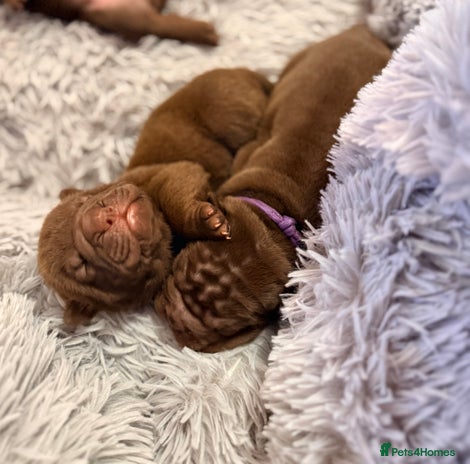 Mixed Breed dogs Gawjuss Bullpei Puppies 🐶 - Advert 1