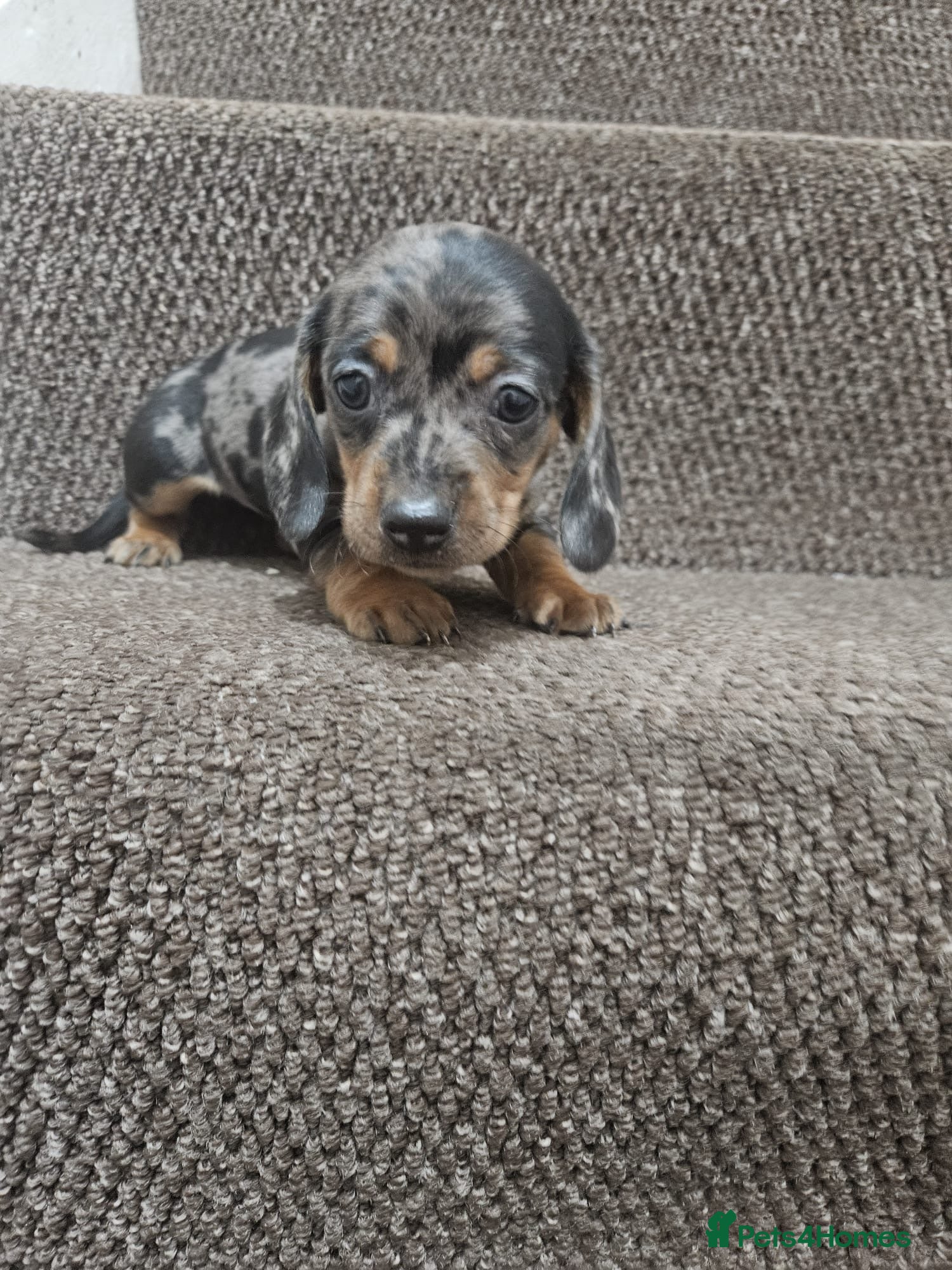 Miniature Dachshund dogs gorgeous dachshund puppy(1girl left)🐶🐾  - Advert 7