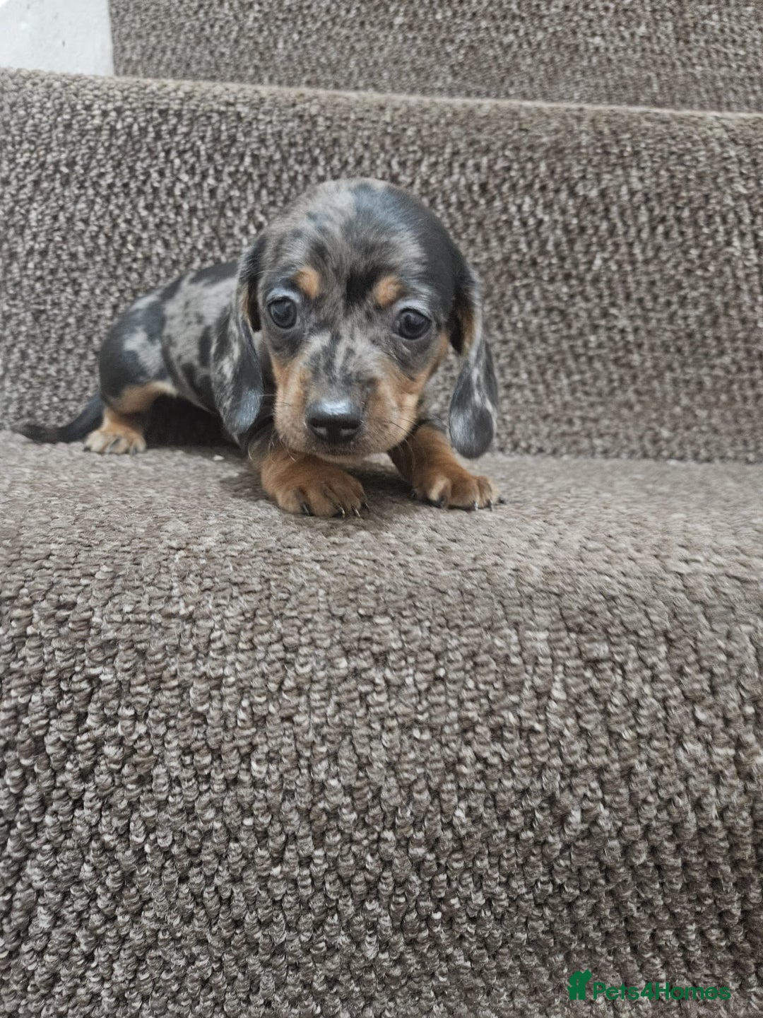 Miniature Dachshund dogs for sale: gorgeous dachshund puppy(1girl left)🐶🐾  - Advert 1