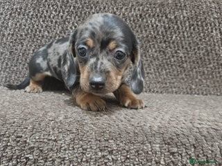 Miniature Dachshund dogs gorgeous dachshund puppy(1girl left)🐶🐾 - Advert 2
