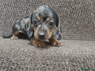 Miniature Dachshund dogs gorgeous dachshund puppy(1girl left)🐶🐾 - Advert 16