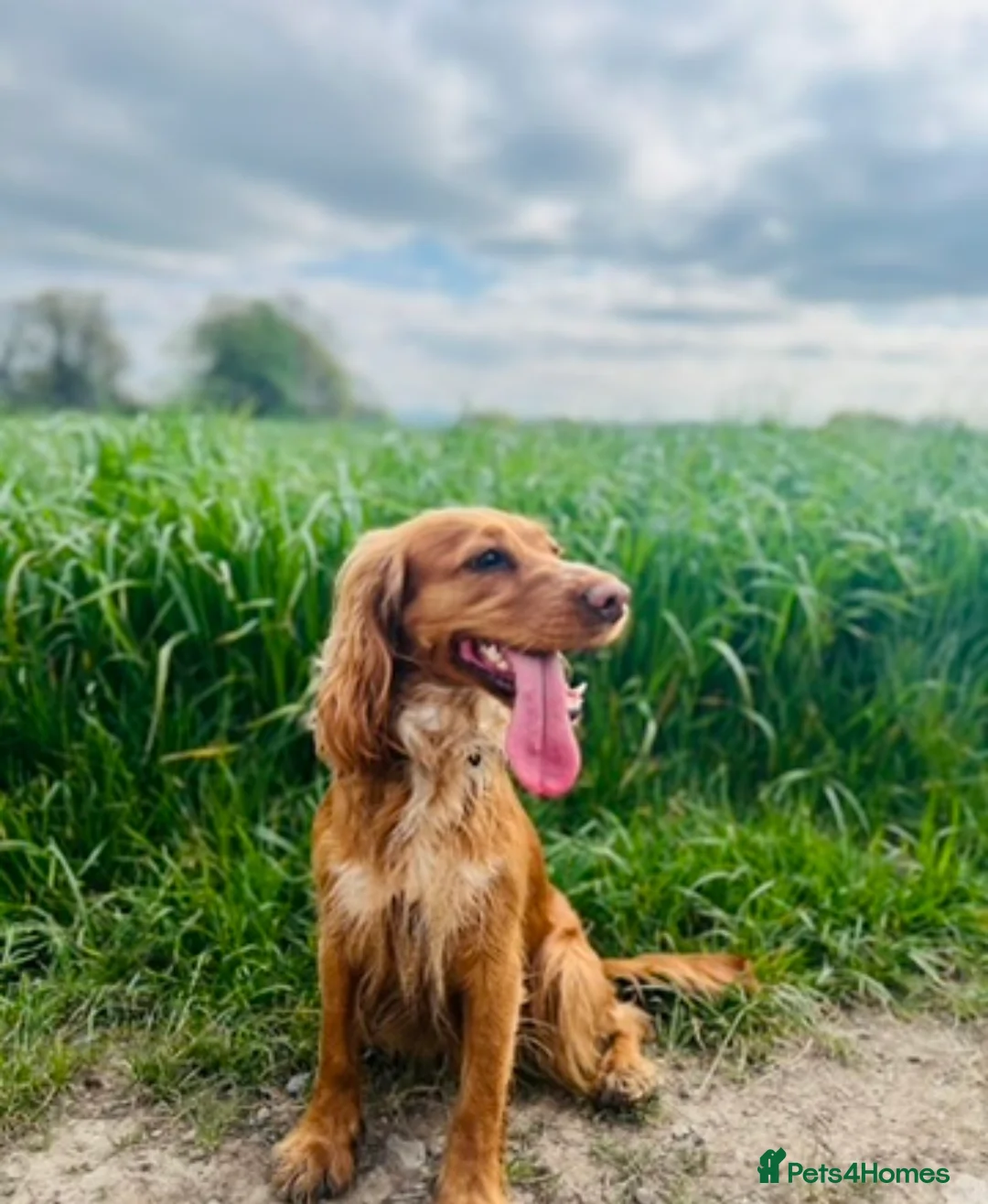 Cocker Spaniel dogs for sale: ✨ Working Cocker Spaniel pups, ready 7th March ✨ - Advert 6