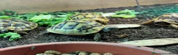 Tortoise reptiles for sale: BABY HERMANNS AND SET UPS - Advert 8