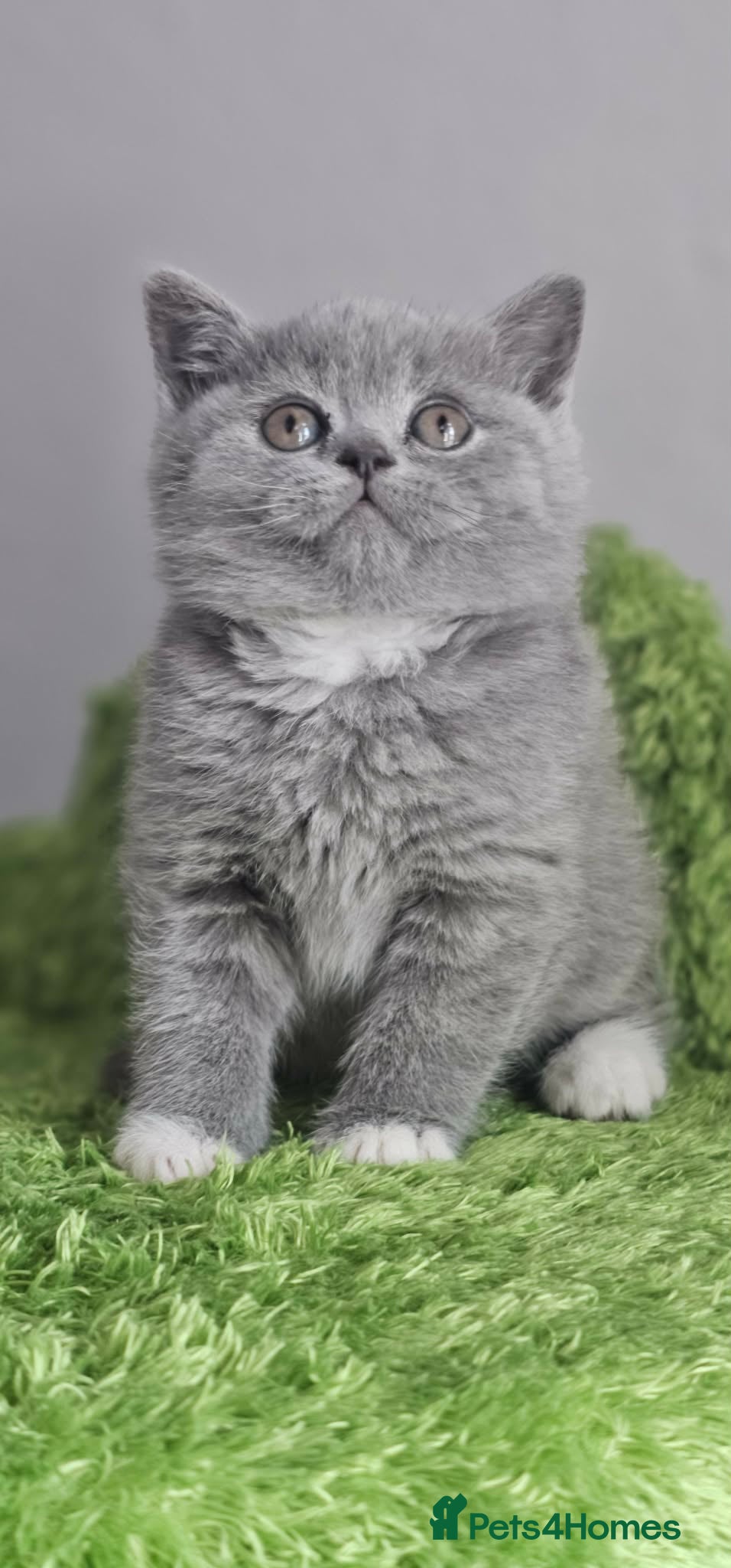 British Shorthair cats LAST BOY BSH Champion Bloodline GCCF - Advert 1