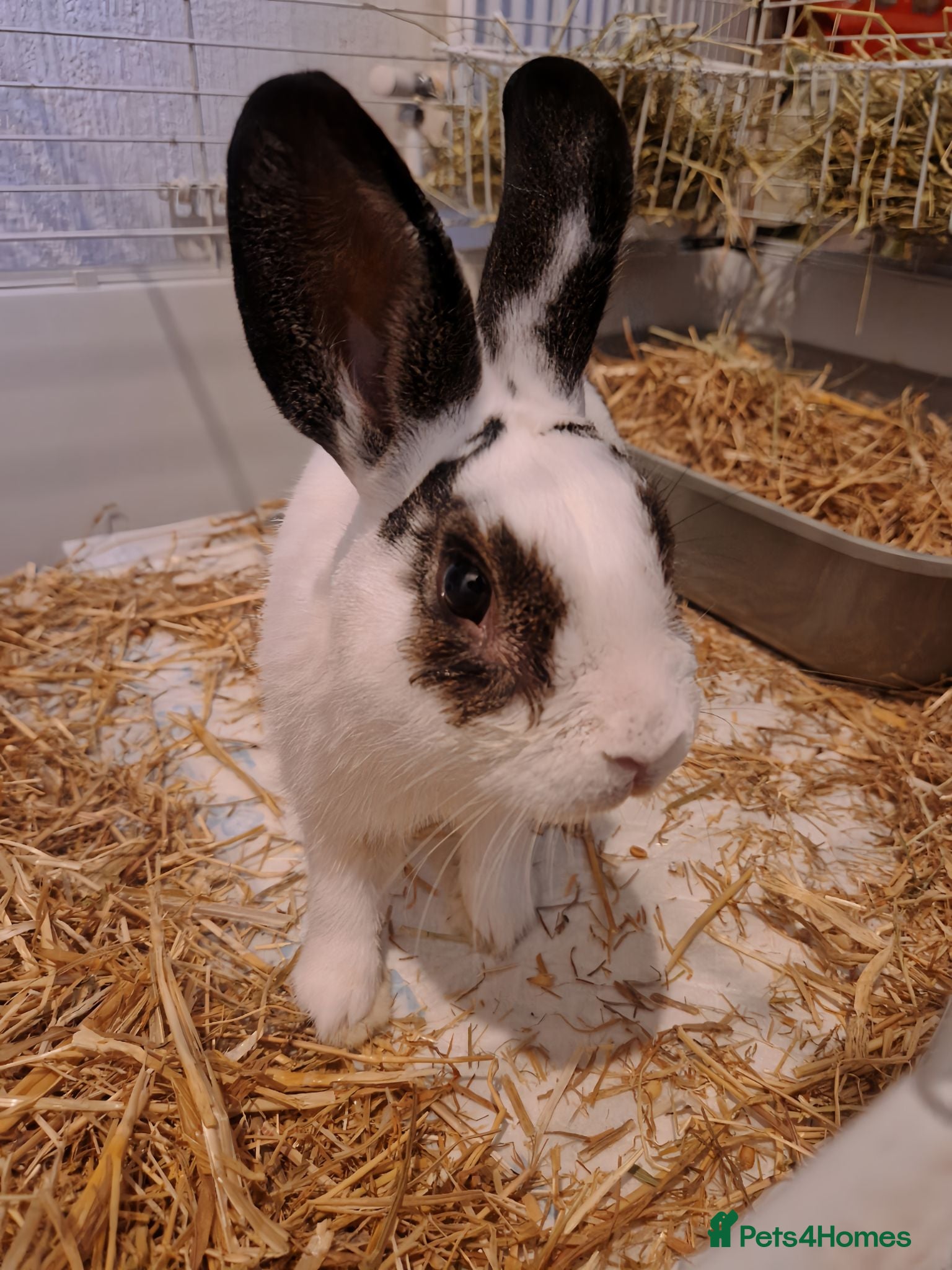 Dutch rabbits FREE MALE BUNNY - Advert 1