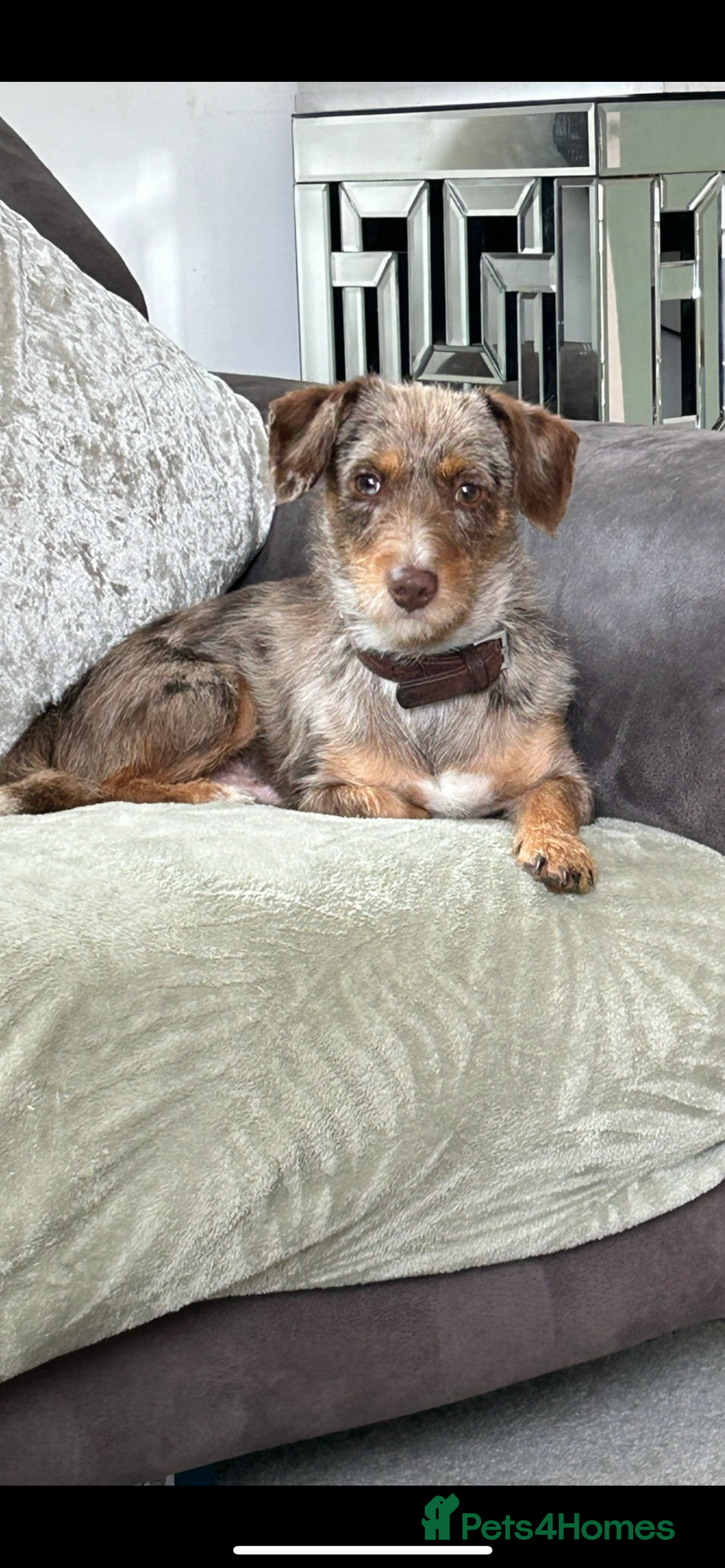 Jack Russell dogs for sale: Jack Russell boy looking for a home  - Advert 3