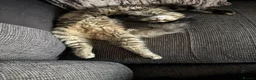 Mixed Breed cats for sale: 🐾Forever Home Wanted for Our Beautiful Tabitha ❤️ - Advert 8