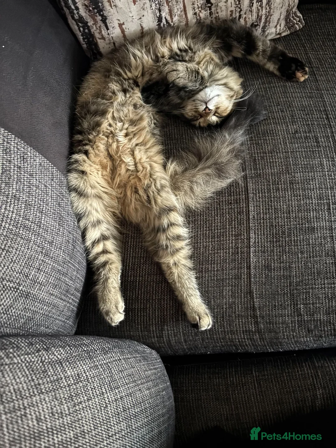 Mixed Breed cats for sale: 🐾Forever Home Wanted for Our Beautiful Tabitha ❤️ - Advert 8