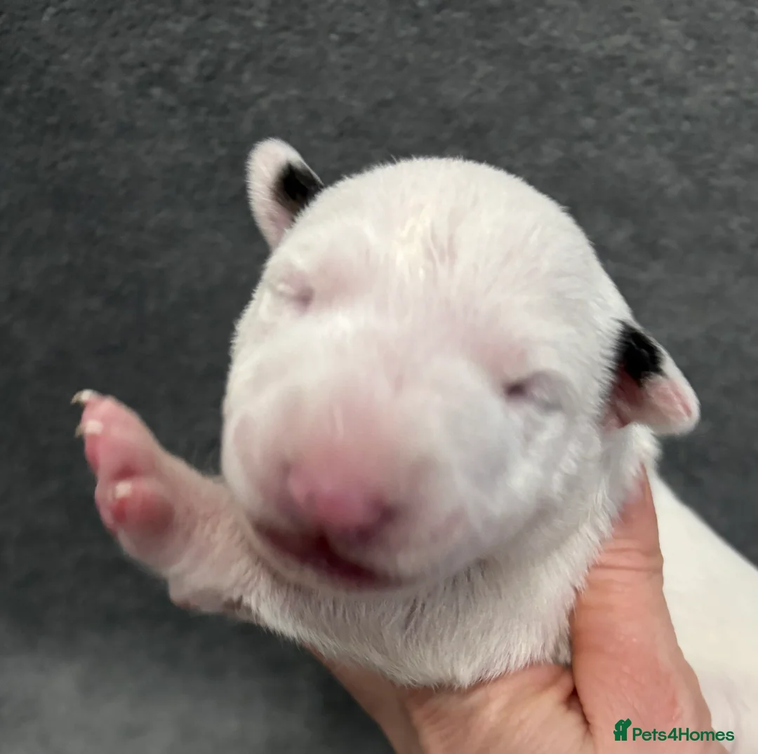 English Bull Terrier dogs for sale: Outstanding litter of bullterriers  - Advert 6