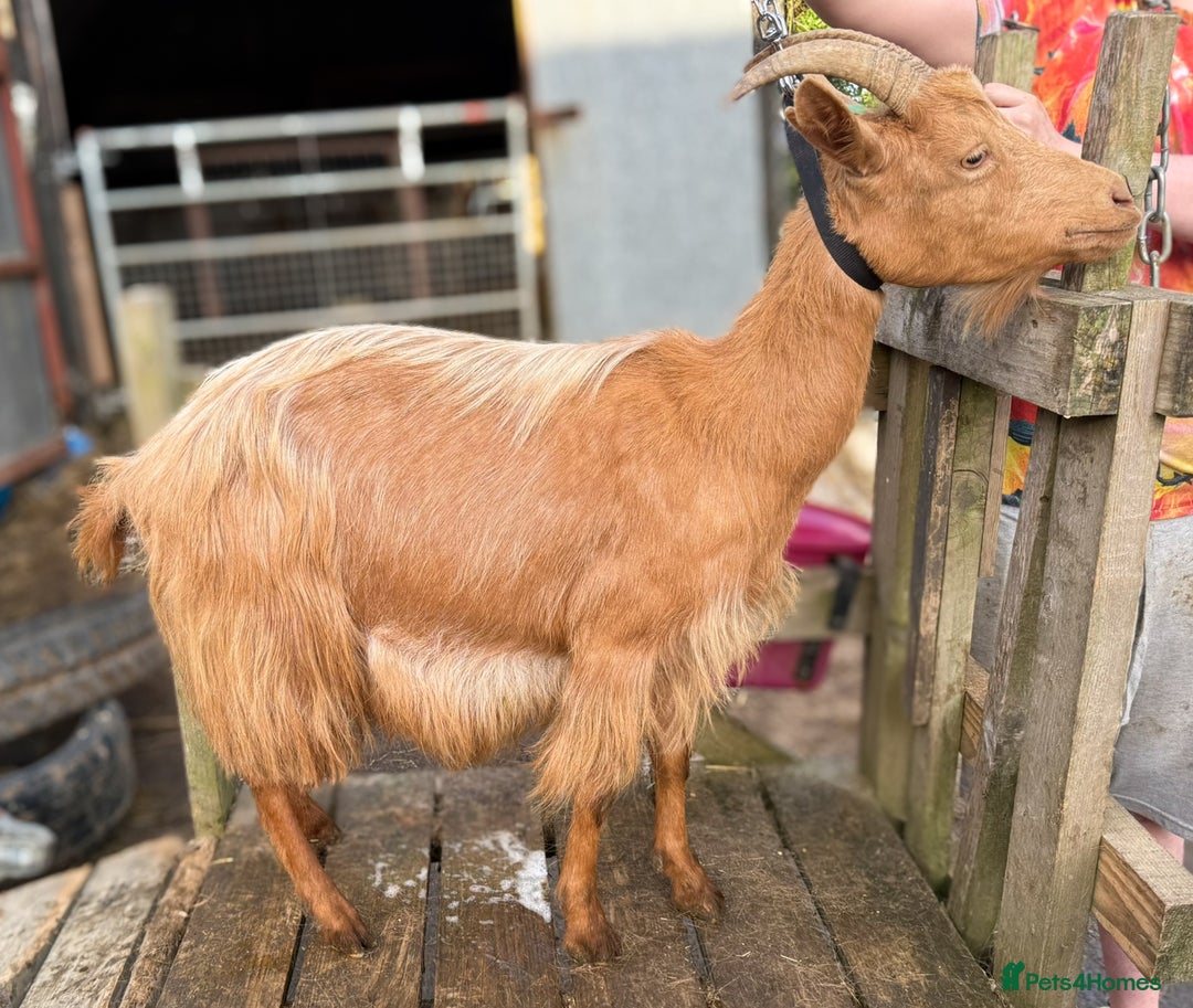 Goats livestock for sale: Royal Golden Guernsey nannies, wether, billy - Image 3