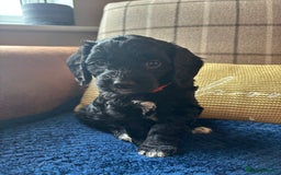 Cockapoo dogs for sale: 1 female Cockerpoo puppy ❤️ - Image 4
