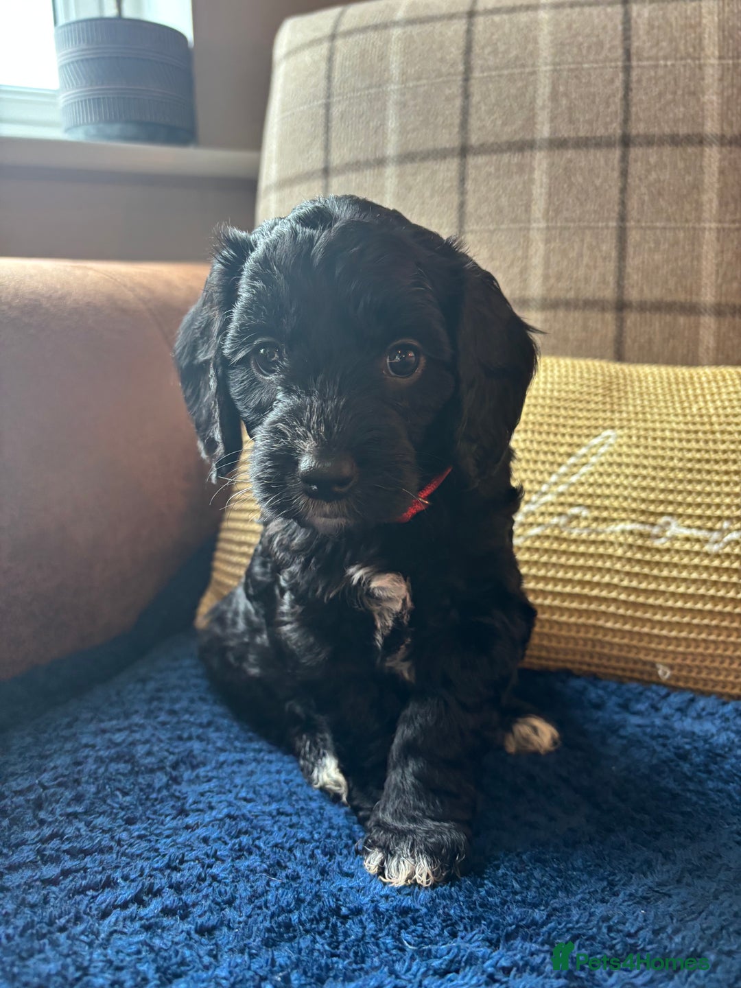 Cockapoo dogs for sale: 1 female Cockerpoo puppy ❤️ - Image 4