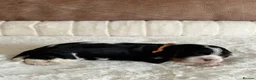 Cavalier King Charles Spaniel dogs for sale: * KC Reg Health Tested Puppies *  - Advert 12