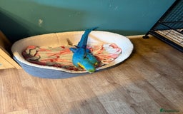 Macaws birds for sale: Very tame 7yr old female blue & gold macaw - Image 2
