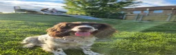 English Springer Spaniel dogs for sale: English Springer Spaniel Puppies - Advert 2
