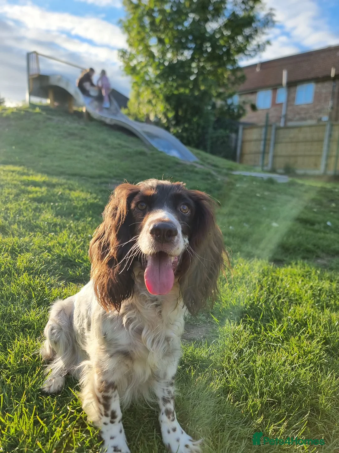English Springer Spaniel dogs for sale: English Springer Spaniel Puppies - Advert 2