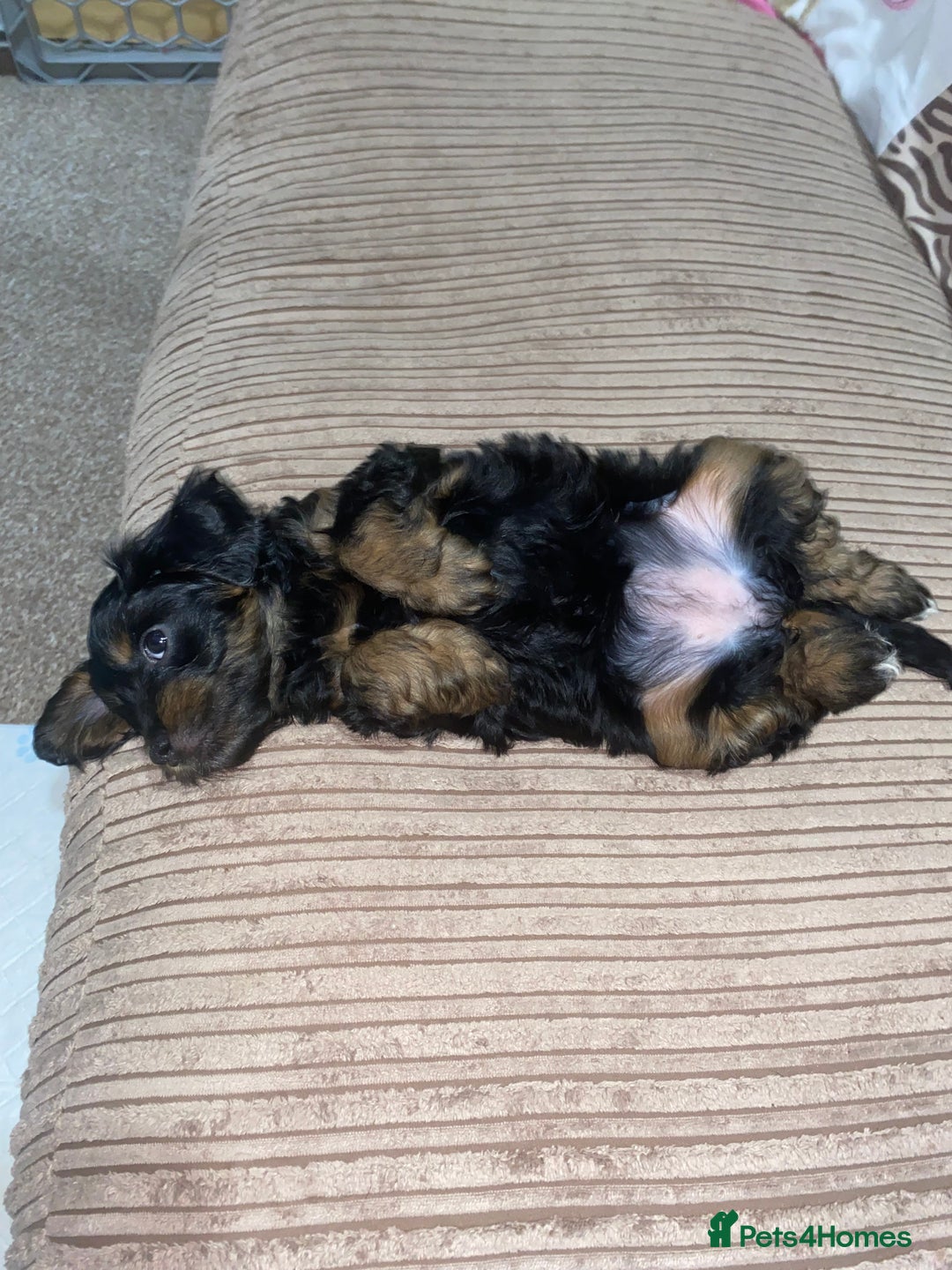 Cockapoo dogs for sale: ADD UPTO DATEREAD IN FULL  - Advert 31