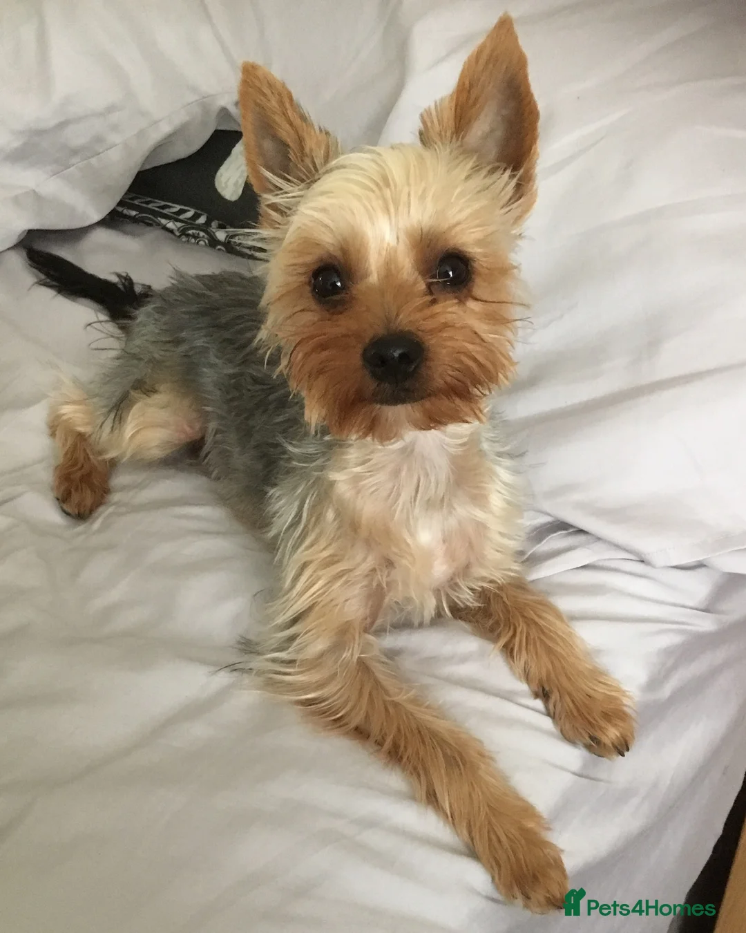 Yorkshire Terrier dogs for stud: Beautiful Minature Yorkie for STUD (PROVEN) in Chesterfield - Advert 3